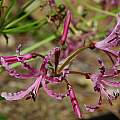 Nerine angustifolia, Mary Sue Ittner
