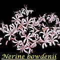 Nerine bowdenii, Bill Dijk