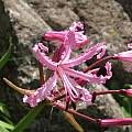 Nerine bowdenii, Sentinel Peak, Cameron McMaster [Shift+click to enlarge, Click to go to wiki entry]