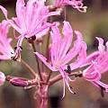 Nerine undulata, was Nerine flexuosa, Cameron McMaster [Shift+click to enlarge, Click to go to wiki entry]