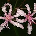Nerine frithii, SAplants, CC BY-NC [Shift+click to enlarge, Click to go to wiki entry]