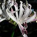 Nerine gibsonii, Cameron McMaster [Shift+click to enlarge, Click to go to wiki entry]