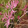 Nerine humilis, Michael Mace [Shift+click to enlarge, Click to go to wiki entry]
