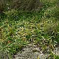 Nerine humilis foliage, Napier, Cameron McMaster