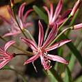 Nerine laticoma, Hans Joschko [Shift+click to enlarge, Click to go to wiki entry]