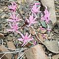 Nerine marincowitziii, nkivanrensburg, iNaturalist, CC BY-NC [Shift+click to enlarge, Click to go to wiki entry]