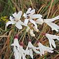 Nerine pancratioides, berthapi2, iNaturalist,CC BY-NC