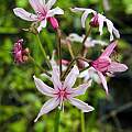 Nerine platypetala, Tom Mitchell [Shift+click to enlarge, Click to go to wiki entry]