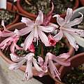 Nerine pudica × 91-29, Michael Mace Nerine pudica × 91-29, Michael Mace