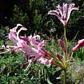 Nerine ridleyi, Nick Helme, iNaturalist,CC BY-NC [Shift+click to enlarge, Click to go to wiki entry]