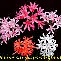 Nerine sarniensis hybrids, Bill Dijk