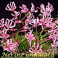 Nerine undulata, Bill Dijk