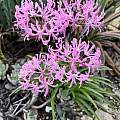Nerine undulata, Richard Sullivan Nerine undulata, Richard Sullivan