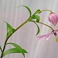 Lilium hybrid., was Nomocharis hybrid, David Pilling