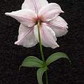 Lilium hybrid., was Nomocharis hybrid 26th May 2014, David Pilling