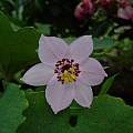 Lilium saluenense, syn. Nomocharis saluenensis, Gunhild & Thorkild Poulsen [Shift+click to enlarge, Click to go to wiki entry]