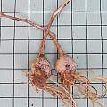Nothoscordum felipponei bulbs, Mary Sue Ittner