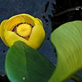 Nuphar polysepala, Bob Rutemoeller [Shift+click to enlarge, Click to go to wiki entry]