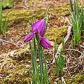 Olsynium douglasii, Richard Haard