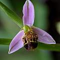 Ophrys apifera, Martin Bohnet