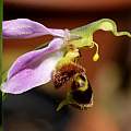 Ophrys apifera, Martin Bohnet