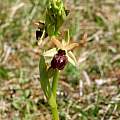 Ophrys sphegodes in habitat, Martin Bohnet