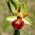 Ophrys sphegodes, Martin Bohnet