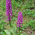 Orchis mascula, Martin Bohnet