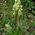 Orchis pallens, Martin Bohnet Orchis pallens, Martin Bohnet