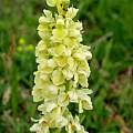 Orchis pallens, Martin Bohnet Orchis pallens, Martin Bohnet