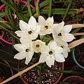 Ornithogalum arabicum, Jennifer Hildebrand