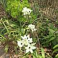 Ornithogalum arabicum, Johannes-Ulrich Urban