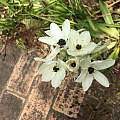 Ornithogalum arabicum, Johannes-Ulrich Urban