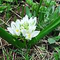 Ornitogalum balansae, Oron Peri [Shift+click to enlarge, Click to go to wiki entry]