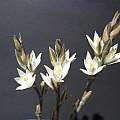 Ornithogalum constrictum, Hans Joschko [Shift+click to enlarge, Click to go to wiki entry]