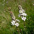 Ornithogalum graminifolium, Cameron McMaster [Shift+click to enlarge, Click to go to wiki entry]