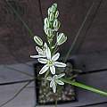 Ornithogalum graminifolium, Mary Sue Ittner