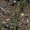 Ornithogalum juncifolium, Gaika's Kop, Mary Sue Ittner