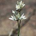Ornithogalum juncifolium, Gaika's Kop, Mary Sue Ittner [Shift+click to enlarge, Click to go to wiki entry]
