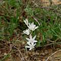 Ornithogalum juncifolium, Cameron McMaster Ornithogalum juncifolium, Cameron McMaster