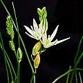 Ornithogalum juncifolium, Pamela Slate