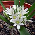 Ornithogalum lanceolatum, Mary Sue Ittner [Shift+click to enlarge, Click to go to wiki entry]