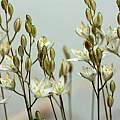 Ornithogalum lithopsoides, by Jeffs, bulbesetpots, Flickr [Shift+click to enlarge, Click to go to wiki entry]