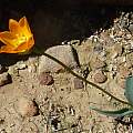 Ornithogalum maculatum, Biekoes, Cameron McMaster