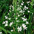 Ornithogalum magnum, Kathleen Sayce [Shift+click to enlarge, Click to go to wiki entry]