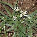 Ornithogalum montanum, Angelo Porcelli