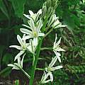 Ornithogalum narbonense, Kathleen Sayce
