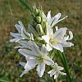Ornithogalum narbonense, Shlomit Heymann