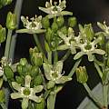Ornithogalum neopatersonia, Dylan Hannon