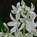 Ornithogalum nutans, Laura Grant